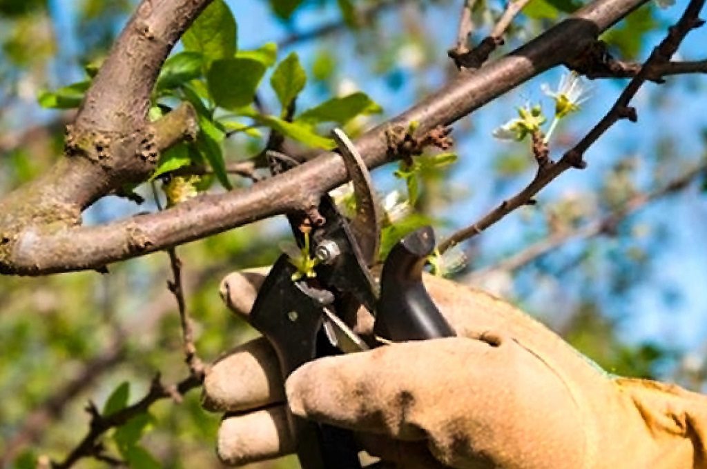Poda de árboles Poda de árboles Madrid