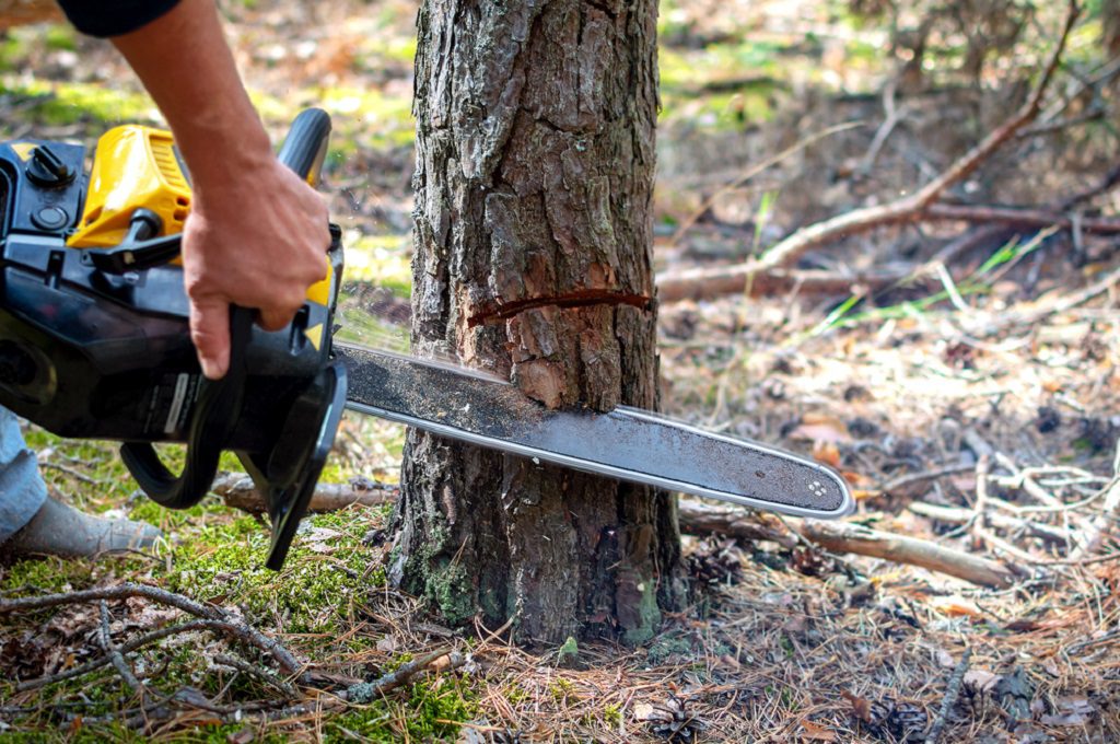 Tala de árboles Tala de árboles Madrid