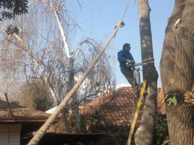 Poda Arboles y Arbustos Madrid